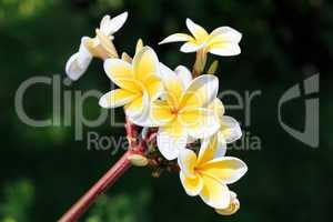 plumeria or frangipanni blossom