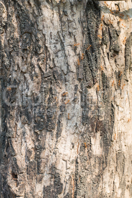 tree trunk closeup
