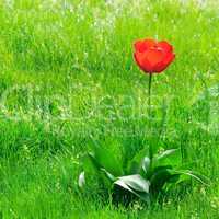 red  tulips on a green lawn