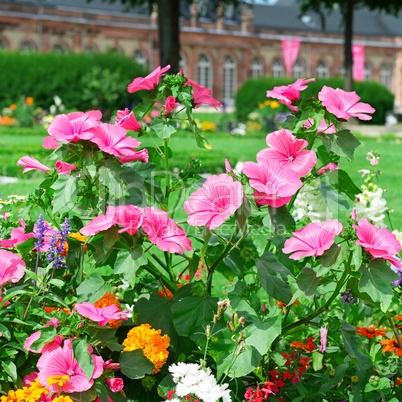 Blossoming flowerbeds in the park