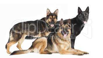 drei Schaeferhunde