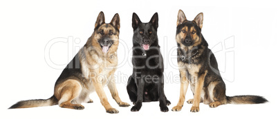 drei sitzende Schäferhunde