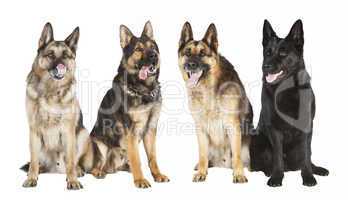 vier Schaeferhunde