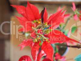 Poinsettia Christmas star