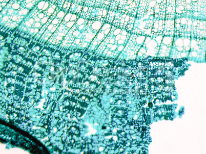 Tilia stem micrograph