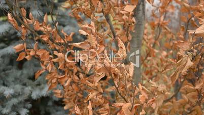 Dry brown leaves on tree moving in wind.