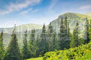 spruce forest on the hillside