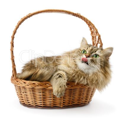 Beautiful cat in basket isolated on white