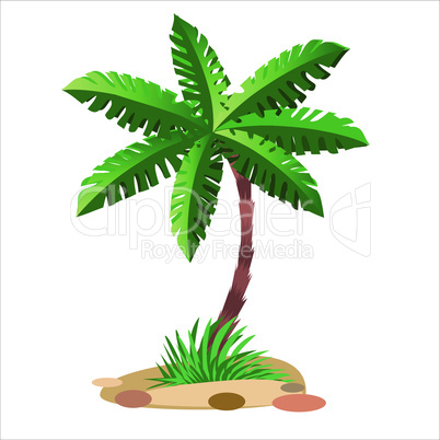 Green palm tree on a neutral background