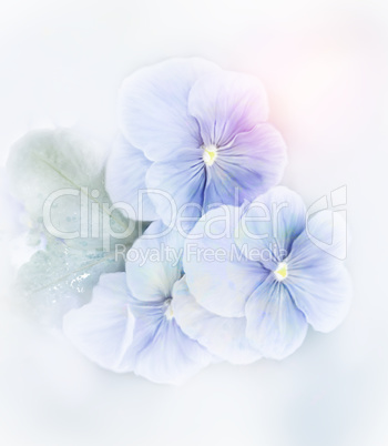 Violets Flowers Watercolor