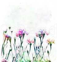 Cornflowers Watercolor