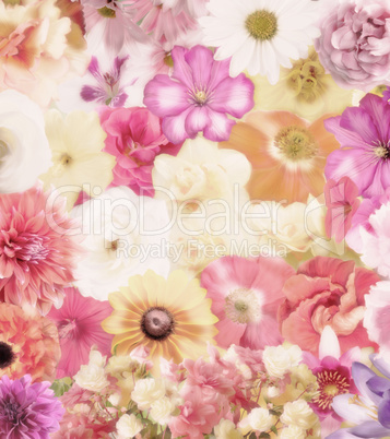 Colorful Floral Background