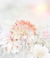 Soft Focus Floral Background