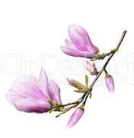 Magnolia Flowers