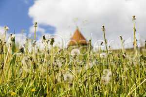 Wiese mit Pusteblumen, meadow with dandelion