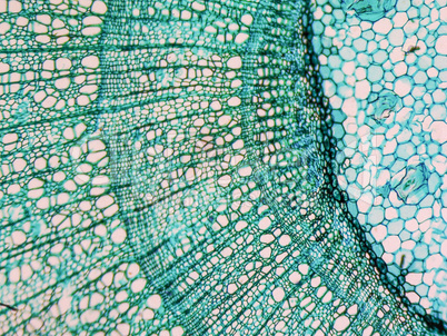 Tilia stem micrograph