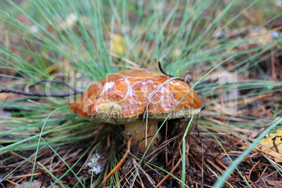 Beautiful mushroom Suillus in the grass