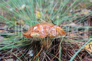Beautiful mushroom Suillus in the grass