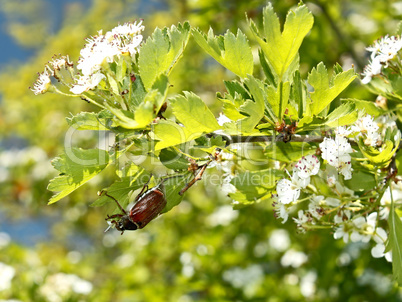 Chafer beetle on flowering hawthorn tree