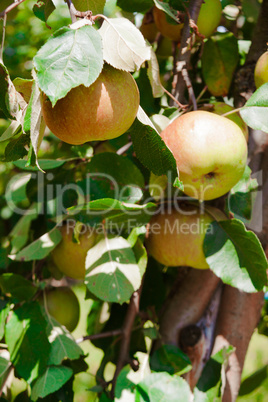 apples on apple