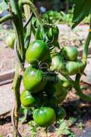 green tomatoes growing on the branch