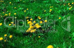 on the green lawn of dandelions grow