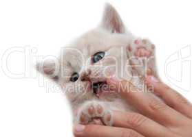 the hand holding kitten