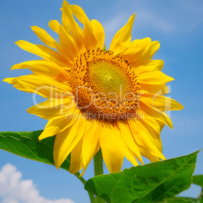 sunflower on a background of blue sky
