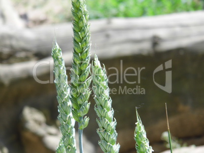 Weizen - Getreide - Halme mit Korn - Weizenhalm, Getreidehalme