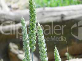 Weizen - Getreide - Halme mit Korn - Weizenhalm, Getreidehalme
