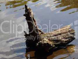 Wurzel im Wasser mit Spiegelbild, Tierpark Cottbus