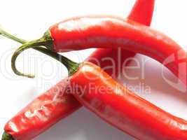 Chili Früchte reif und rot