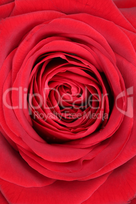 Nahaufnahme Blüte rote Rose zum Muttertag oder Valentinstag