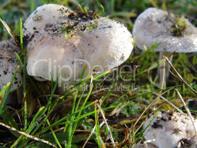 Pilze auf einer Wiese im Herbst