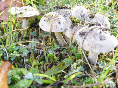 Pilze - Grupe auf einer Wiese im Herbst