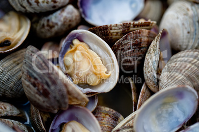 Gekochte Muscheln