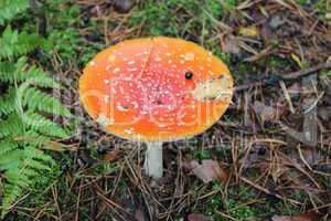 Beautiful red fly agaric in the forest