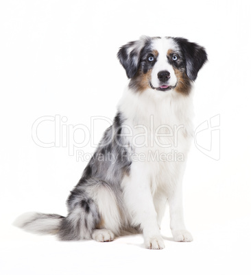 austrailian shepherd sitting