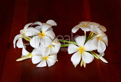 magnolia flowers on a brown background