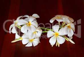 magnolia flowers on a brown background