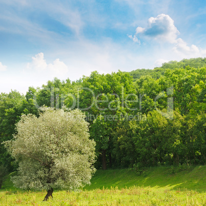 forest ,green meadow and blue sky