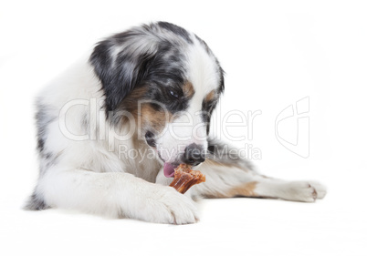 austrailian shepherd licking the bone
