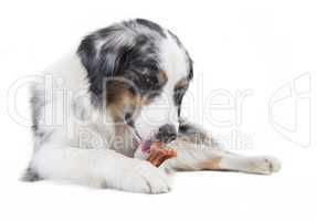austrailian shepherd licking the bone