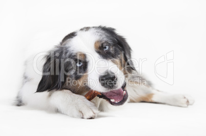 austrailian shepherd chewing on bones