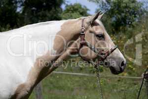 Palomino horse head