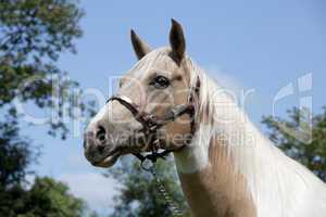 Palomino Horse portrait