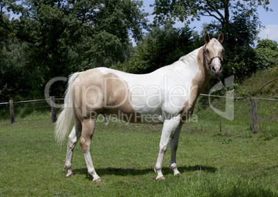 Horse Palomino portrait