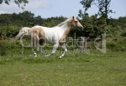 Palomino Horse gallop