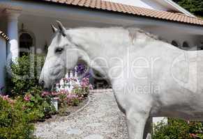 Andalusia Horse in the garden