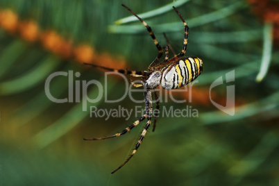 Striped spider
